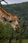 Giraffe Eating Bush