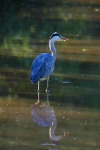 Grey Heron with Reflection