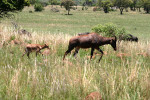 Hartebeest and Calf