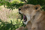 Lioness Yawning