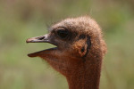 Ostrich Head