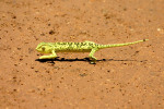 Prancing Chameleon 2