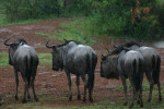 Wildebeest in Rain