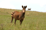 Zebra on Slope