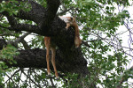 Another Leopard's Kill
