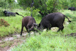 Buffalo Fighting