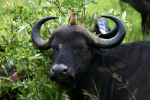 Cape Buffalo with Bird on Head