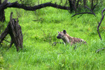 Hyena Waiting to Chase