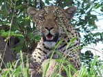 Leopard By Elder Thomas