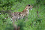 Leopard in Grass