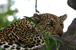 Leopard with Head Down