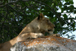 Mala Mala Lion a Little Closer