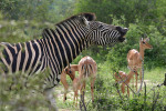 Neighing Zebra