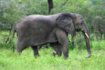 One of the Elephants