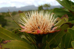 Protea Blossom