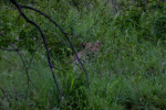 Small Leopard in Tall Grass