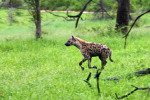 Spotted Hyena Chasing Impala