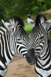 Two Zebra Heads