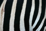 Zebra Stripes