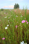 Cosmos Flowers Along Road