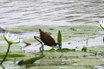 African Jacana Walking on Lily Pads 2