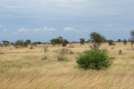 African Landscape