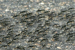 Ants Close Up