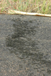 Ants Crossing Road 2