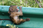 Baboon Needing Help
