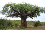 Baobab 3 Kruger 008