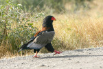 Bateleur 2 Kruger 08