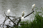 Big White Birds 2 Kruger 08