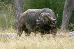 Buffalo Two Kruger 08