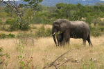 Elephant Mother and Baby Kruger 08