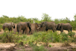 Elephants Drinking at Water Tank