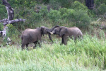 Elephants Fighting 2 Kruger 08