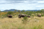 Elephants on Parade Two Kruger 08