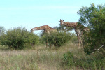 Giraffes Bending Over Kruger 08