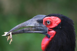 Ground Hornbill Eating Praying Mantis