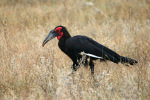 Ground Hornbill in Weeds