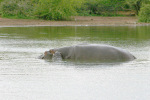 Hippo Baby Next to Mother