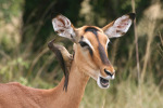 Impala with Bird on Neck
