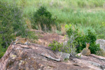Klipspringers on Rock Near Bridge