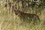 Leopard Two in Grass Kruger