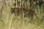 Leopard in Grass Kruger