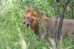 Lion Protecting Its Kill 2