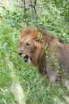 Lion Protecting Its Kill