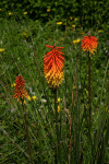 Orange and Yellow Flowers at BT