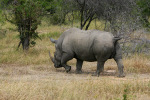 Rhino Two Kruger 08