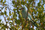 Roller in Kruger